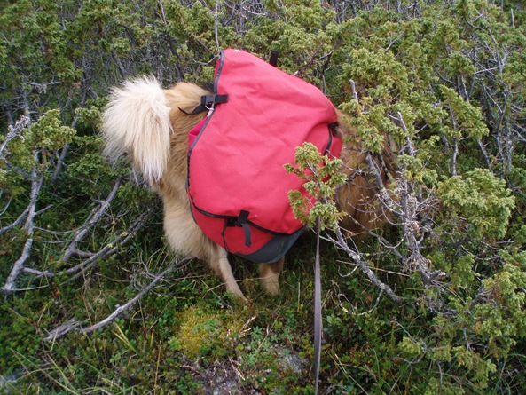 Åkrefjell 001 Åkrefjell 001