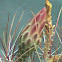 cacti