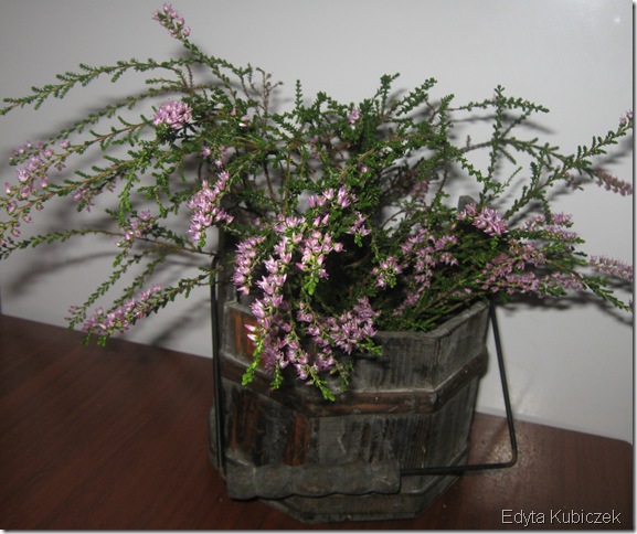 IMG_2854 IMG_2854