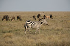 Zebra's
