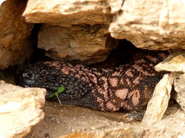 Gila Monster 04