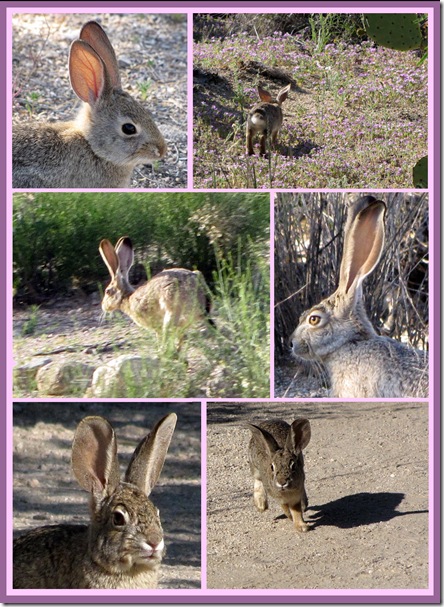 bunnies