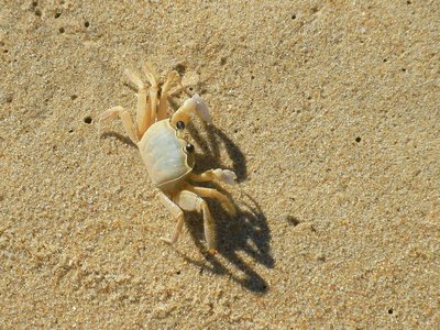 Crab at Sono beach