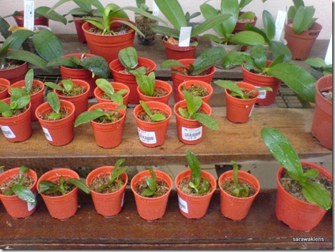 Phalaenopsis_seedlings (4)
