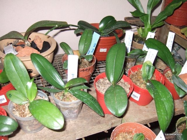 [Phalaenopsis_seedlings (7)[5].jpg]