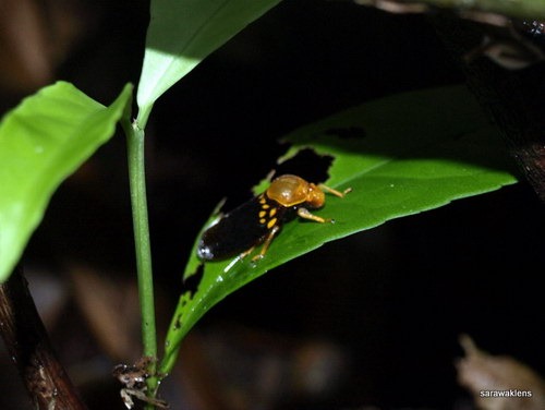 [Visiting_a_waterfall_in_Sarawak_115.jpg]