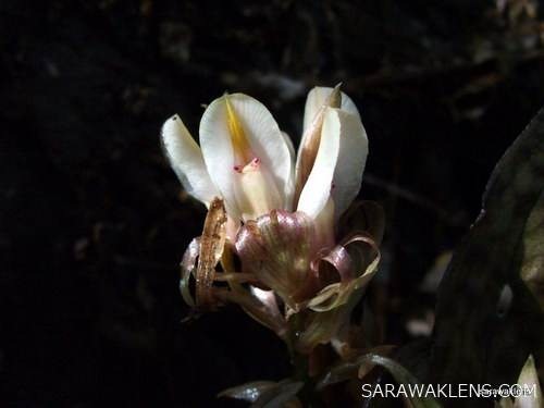 Nephelaphyllum_pulchrum_flowers