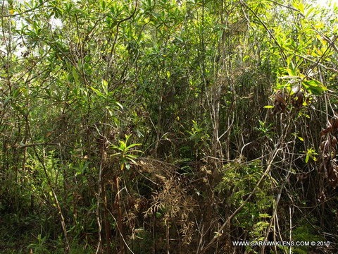[Ploiarium_alternifolium_pokok_somah949[2].jpg]