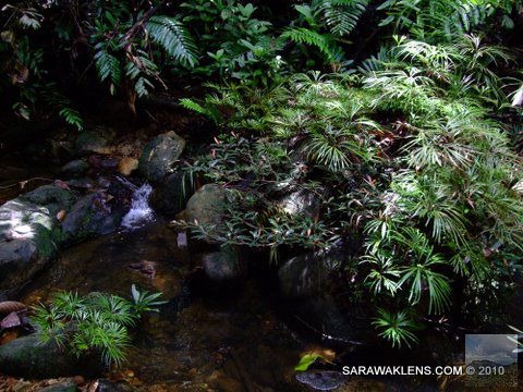 small_waterfall_ferns