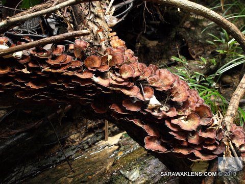 tree_trunk_mushrooms