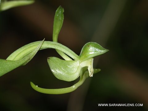 [Habenaria_species_Borneo_Sarawak_1[2].jpg]
