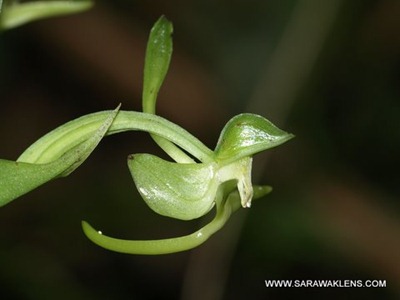Habenaria_species_Borneo_Sarawak_1