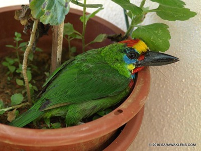 Megalaima_barbet_4