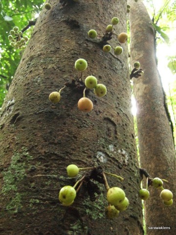 [ficus-fig-tree-fruits[2].jpg]