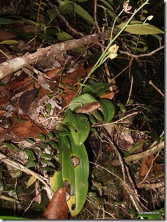 Phalaenopsis_maculata_orchid 3