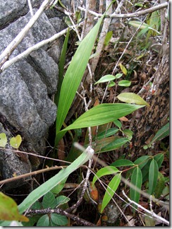 Coelogyne_foerstermannii_limestone