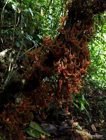 [Jungle_liana_flowers_Borneo_52.jpg]
