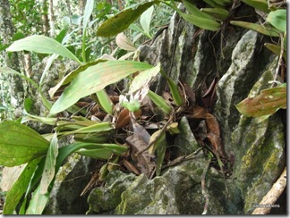 Coelogyne_swaniana_in_situ_2 Coelogyne_swaniana_in_situ_2