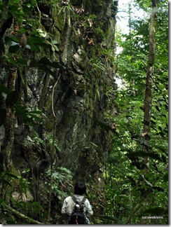 Paphiopedilum_stonei_in_natural_habitat_091120_02