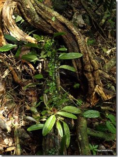 Bulbophyllum_sp_1