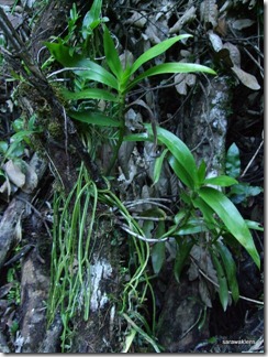 9702_orchids_on_fallen_trees 9702_orchids_on_fallen_trees