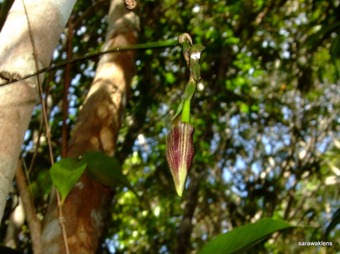 [Bulbophyllum_cleistogamum_122.jpg]