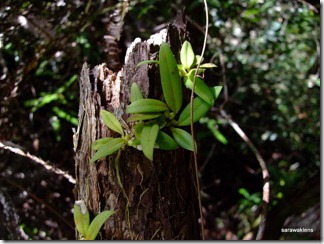 Bulbophyllum_cleistogamum_03