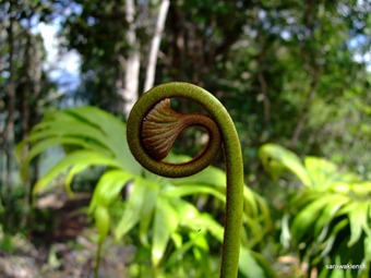 [Sun_fern_12.jpg]