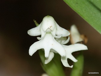 [Peristylus_orchid_species_62.jpg]