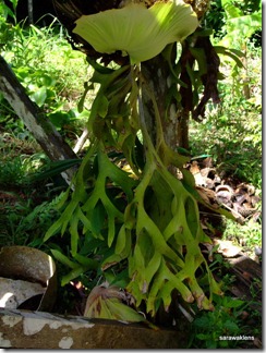 Kampung_Bung_Jagoi_11