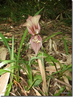 tacca_bat_flower