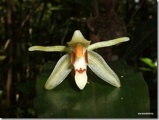 Coelogyne_incrassata_5