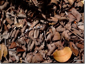 Very_dry_ground_leaf_litter4