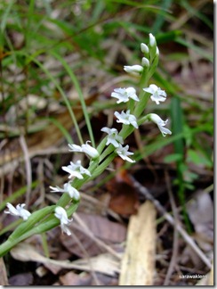 Peristylus_orchid_species_2