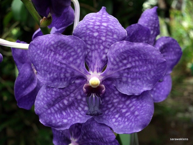 [Vanda_Pachara Delight_Blue[2].jpg]