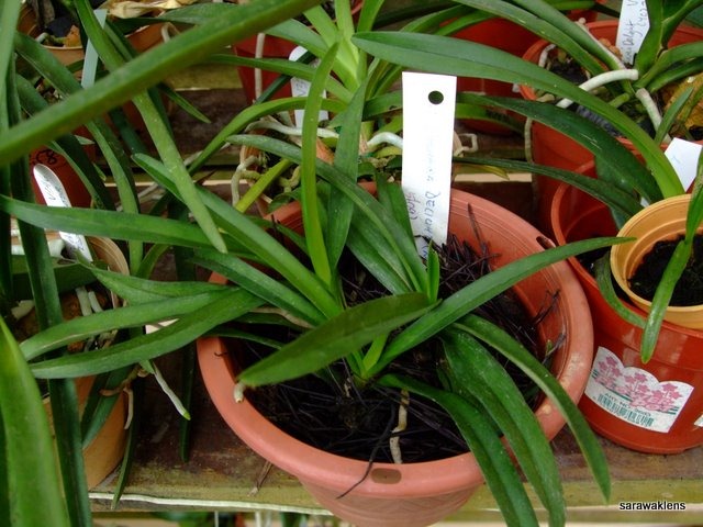 [Vanda_Pachara_Delight_Blue_Seedlings[2].jpg]