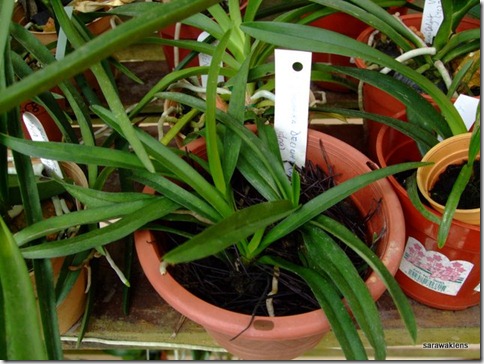 Vanda_Pachara_Delight_Blue_Seedlings