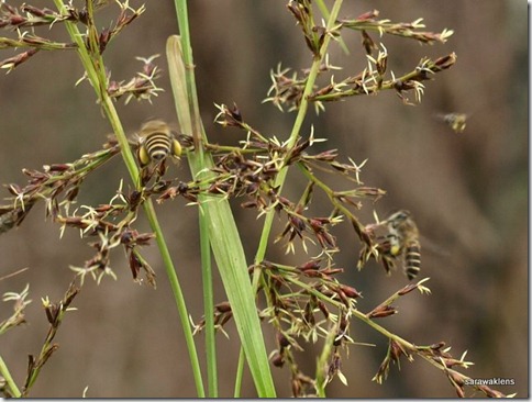 Bees_grass_flowers