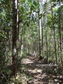 Teluk_Limau_trail_Bako_National_Park_53