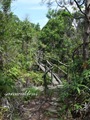 Pulau_Lakei_Bako_National_Park_11 Pulau_Lakei_Bako_National_Park_11