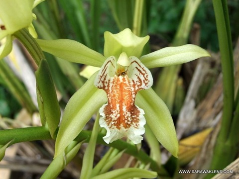 Coelogyne Asperata
