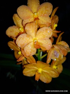DSC00026 DSC00026