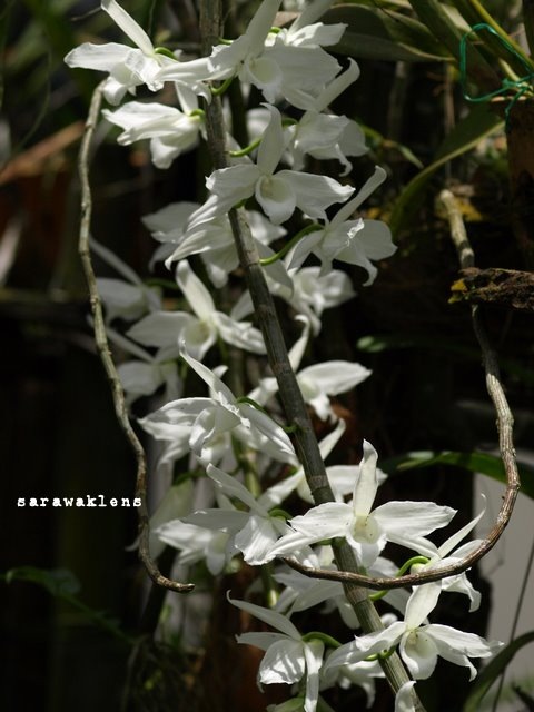 [Dendrobium_anosmum_alba[2].jpg]
