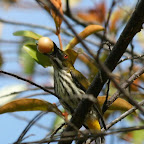 How on earth will it eat the cherry that's almost as big as its head??!!