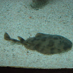 Peces del Acuario Peces del Acuario
