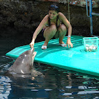 Alimentando a los delfines Alimentando a los delfines