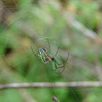 Aracnia Aracnia