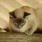 El gato
