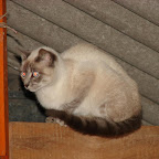 Cargando gatoaparato, bater&iacute;a al 30%
