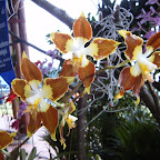 Exposición Orquídeas 2005 Exposición Orquídeas 2005